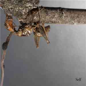 Terzij De Horde - Self download mp3