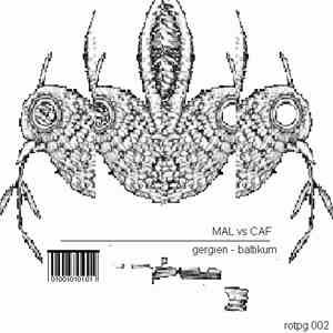 Mal  Vs Caf - Baltikum - Gergien download mp3