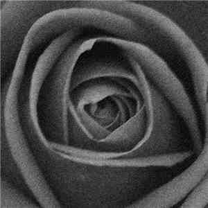 Borejko and SRG  - Roses download mp3
