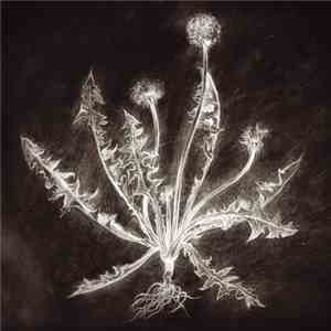 Scott Tuma - Dandelion download mp3