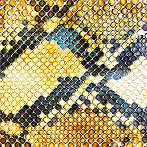 The Amazing Snakeheads - Amphetamine Ballads download mp3