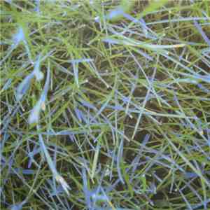 Orbital - Lush 3 download mp3