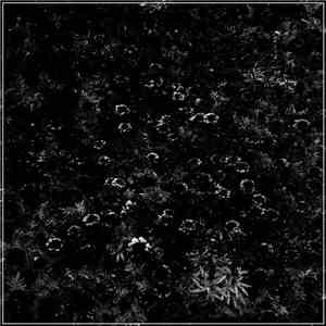 Albur! - The Vindication of Zero download mp3