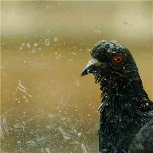NDK  - Vogelgrippe download mp3