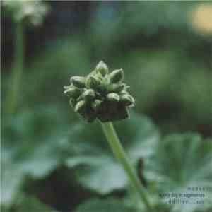 Monos - Sunny Day In Saginomiya download mp3
