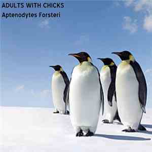 Adults With Chicks - Aptenodytes Forsteri download mp3