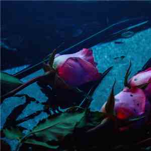 Skeleton Hands - Wake download mp3