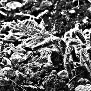 Quark Aints - Тарантул download mp3