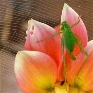Various - Insectes Volume 2 download mp3