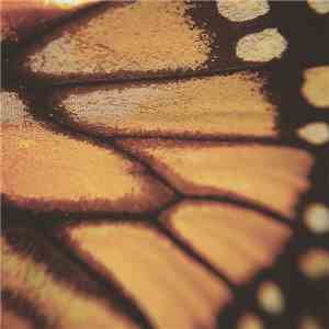 Neukrapsio - Vida download mp3